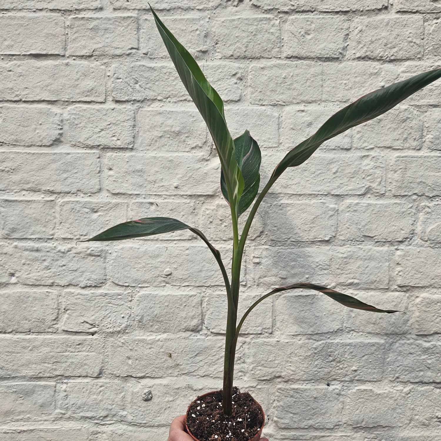 Musa &