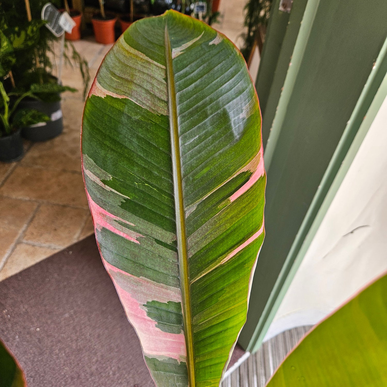 Musa &