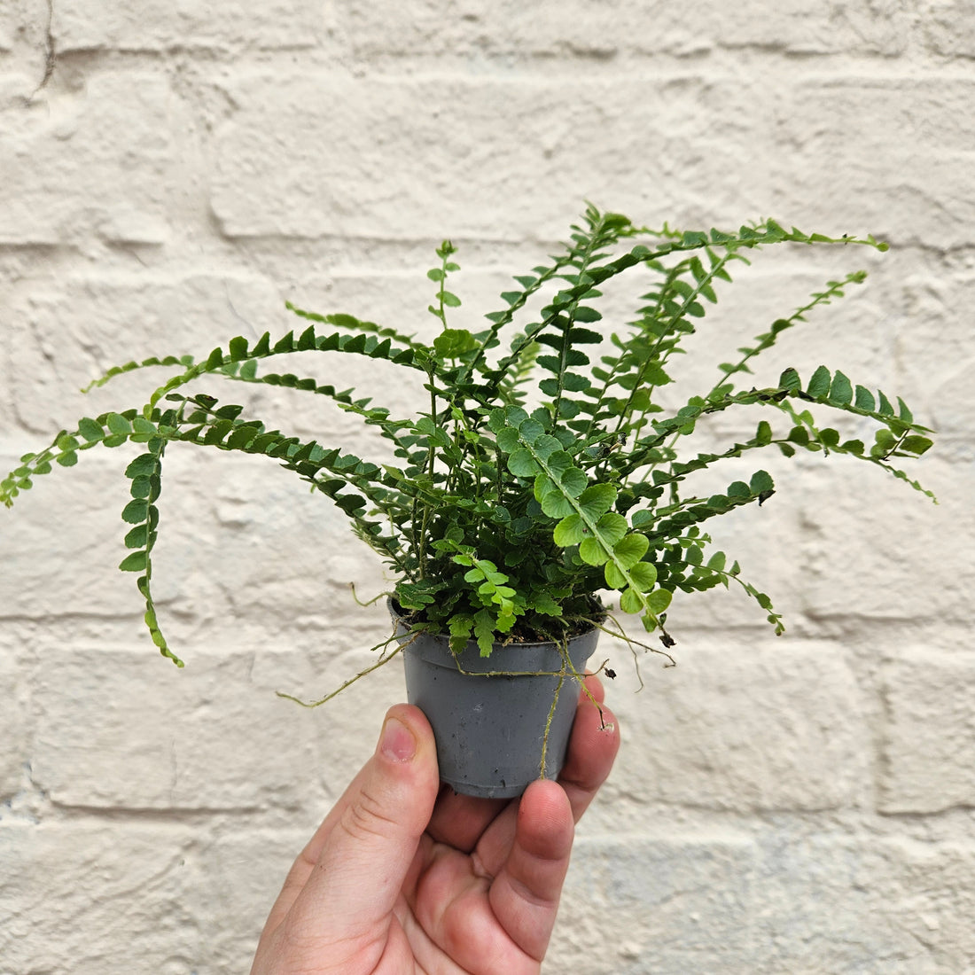 Nephrolepis cordifolia &