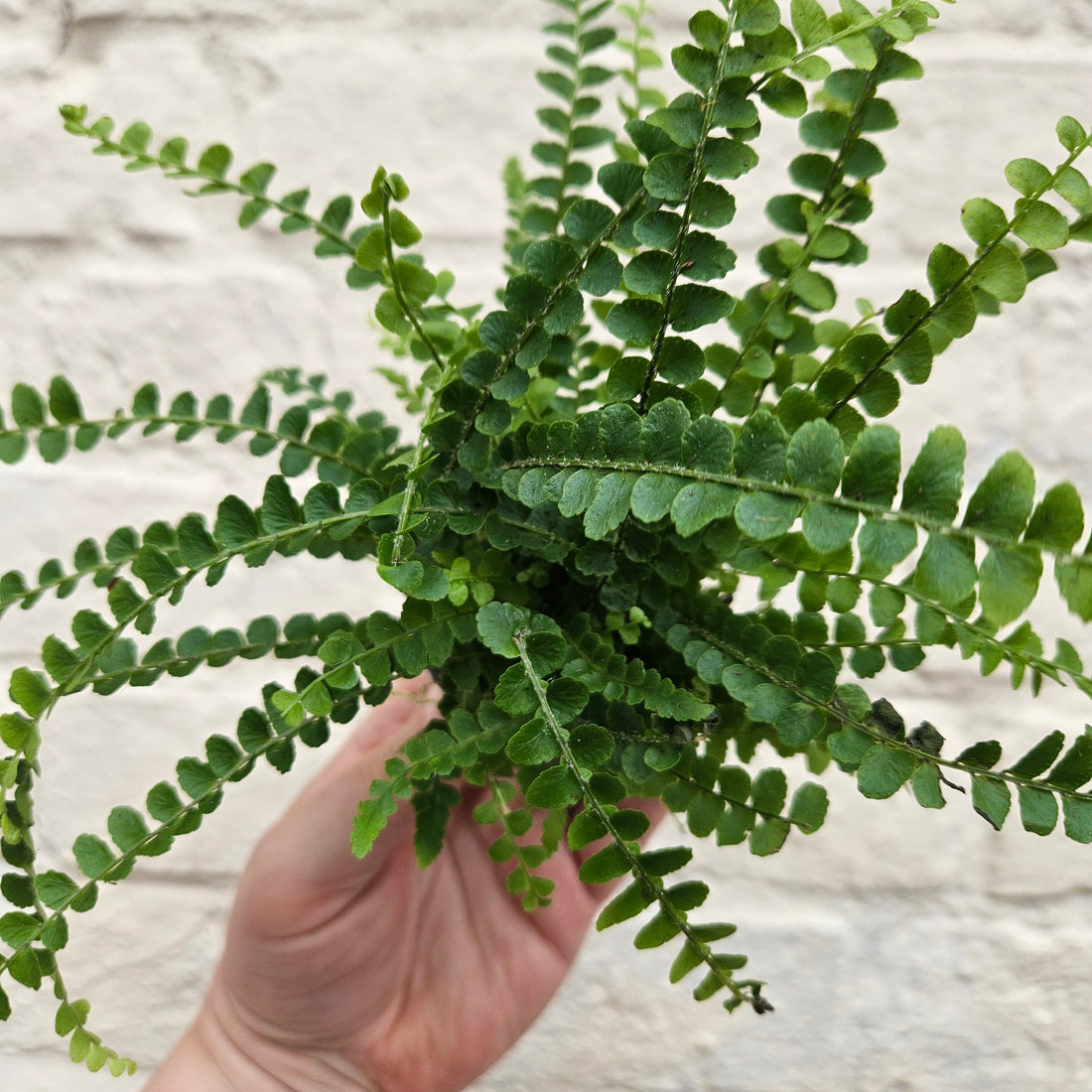 Nephrolepis cordifolia &