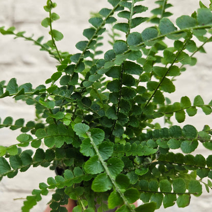 Nephrolepis cordifolia &