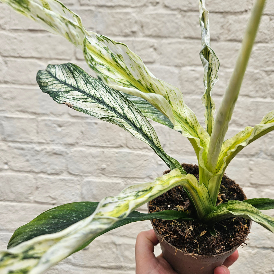 Spathiphyllum sensation variegated (Variegated Peace Lily)