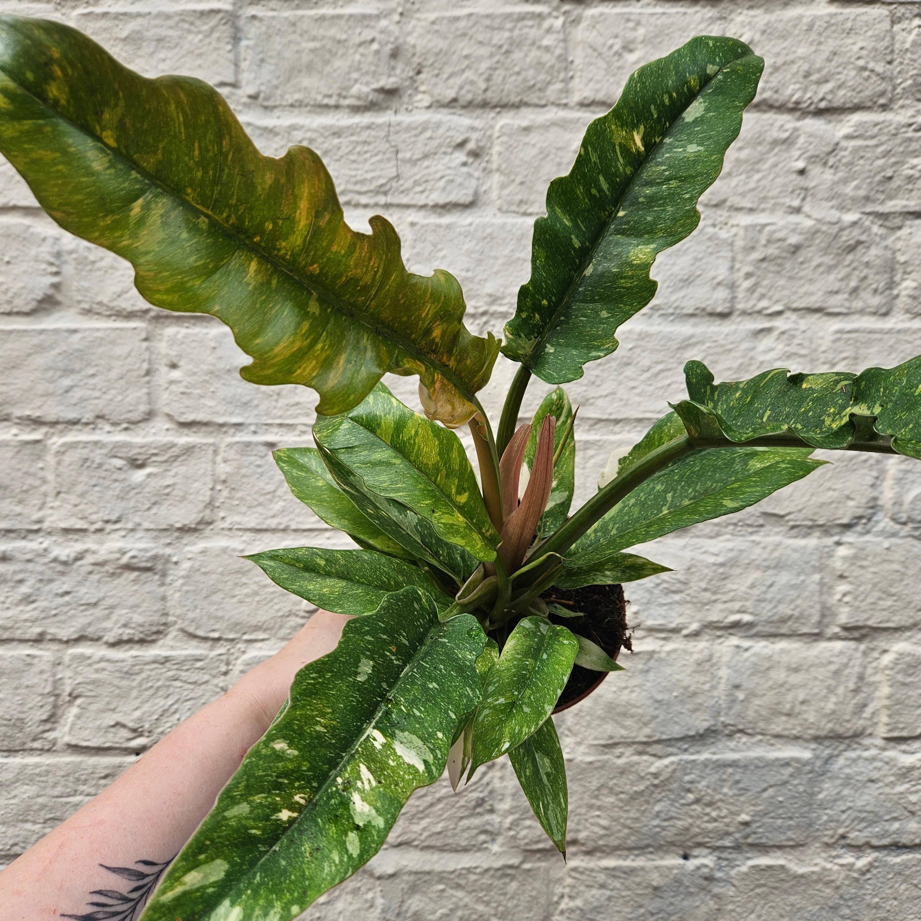 Philodendron &
