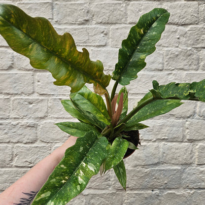 Philodendron &