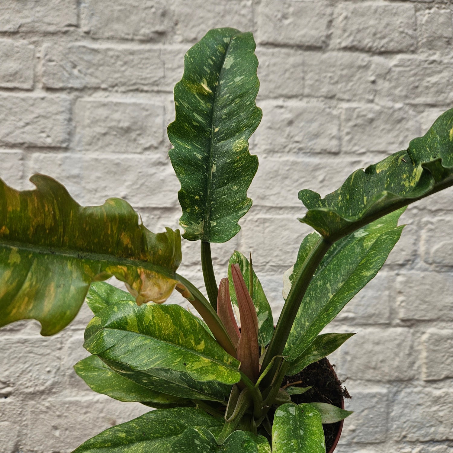 Philodendron &