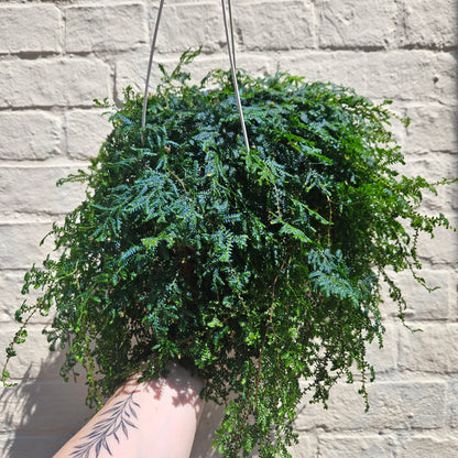Selaginella uncinata &