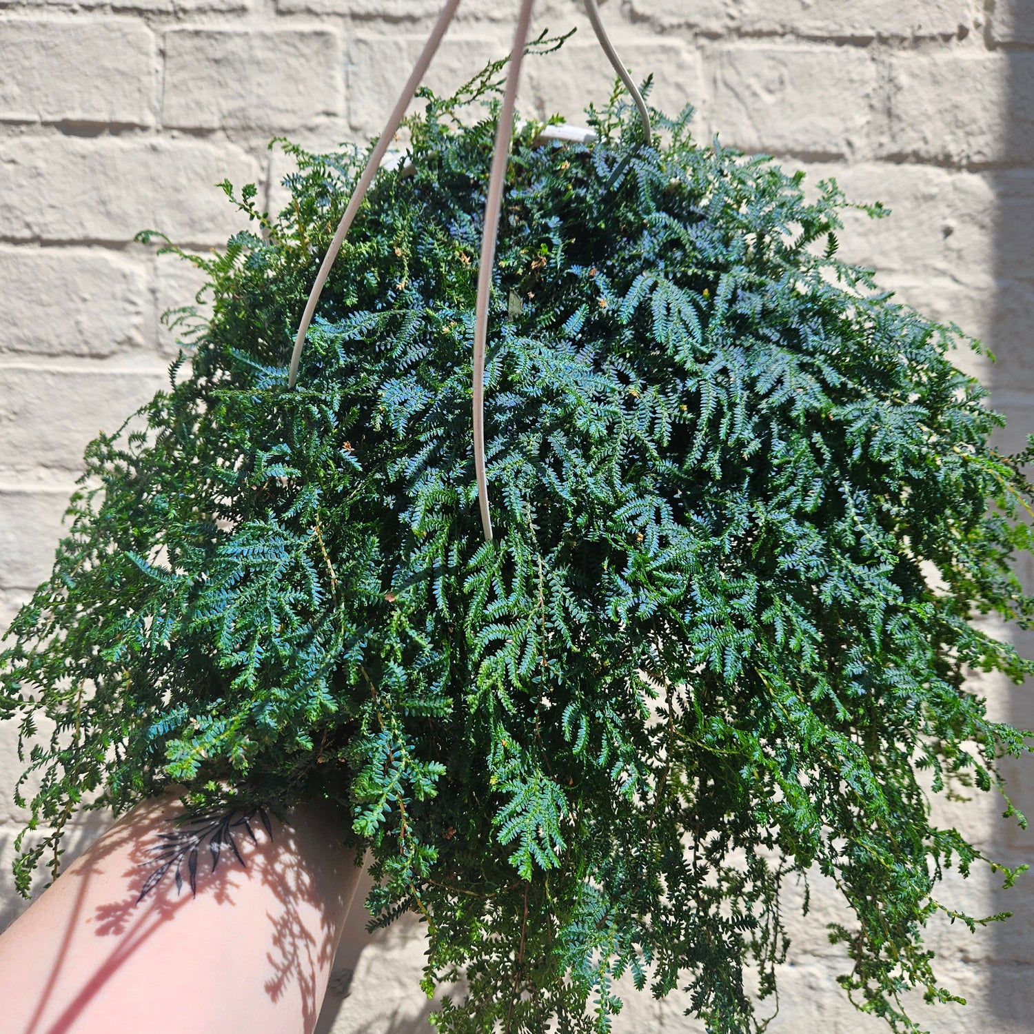 Selaginella uncinata &