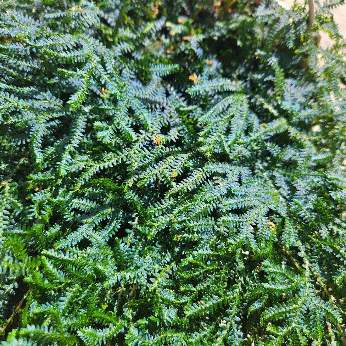 Selaginella uncinata &