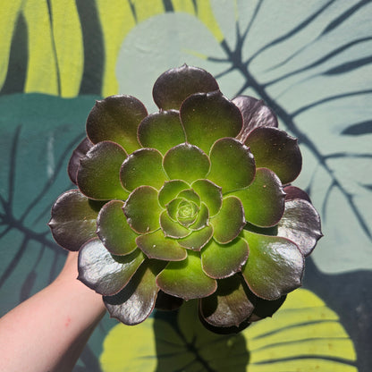 Aeonium arboreum Varieties (Houseleek Tree/ Tree Aeonium)