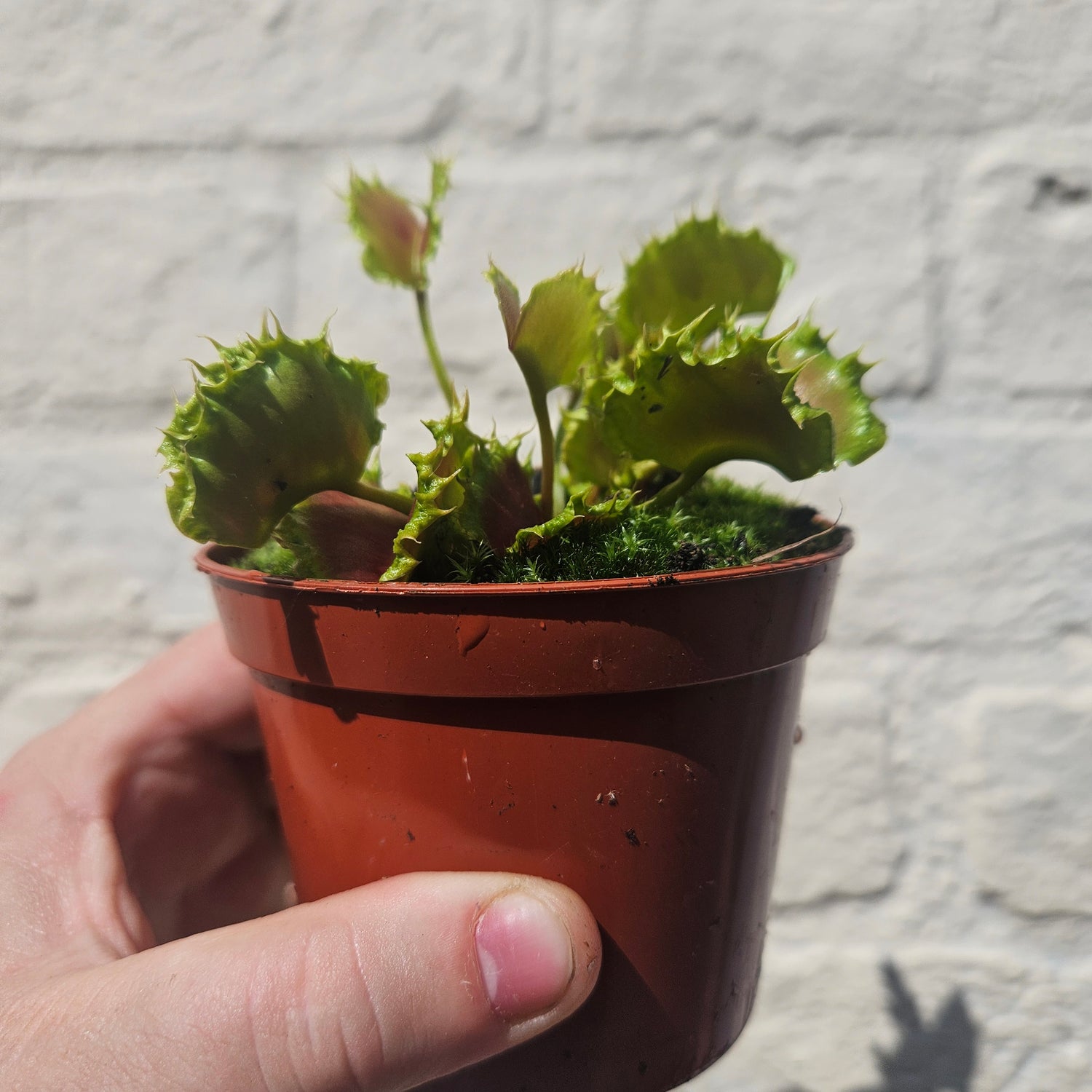 Dionaea muscipula &