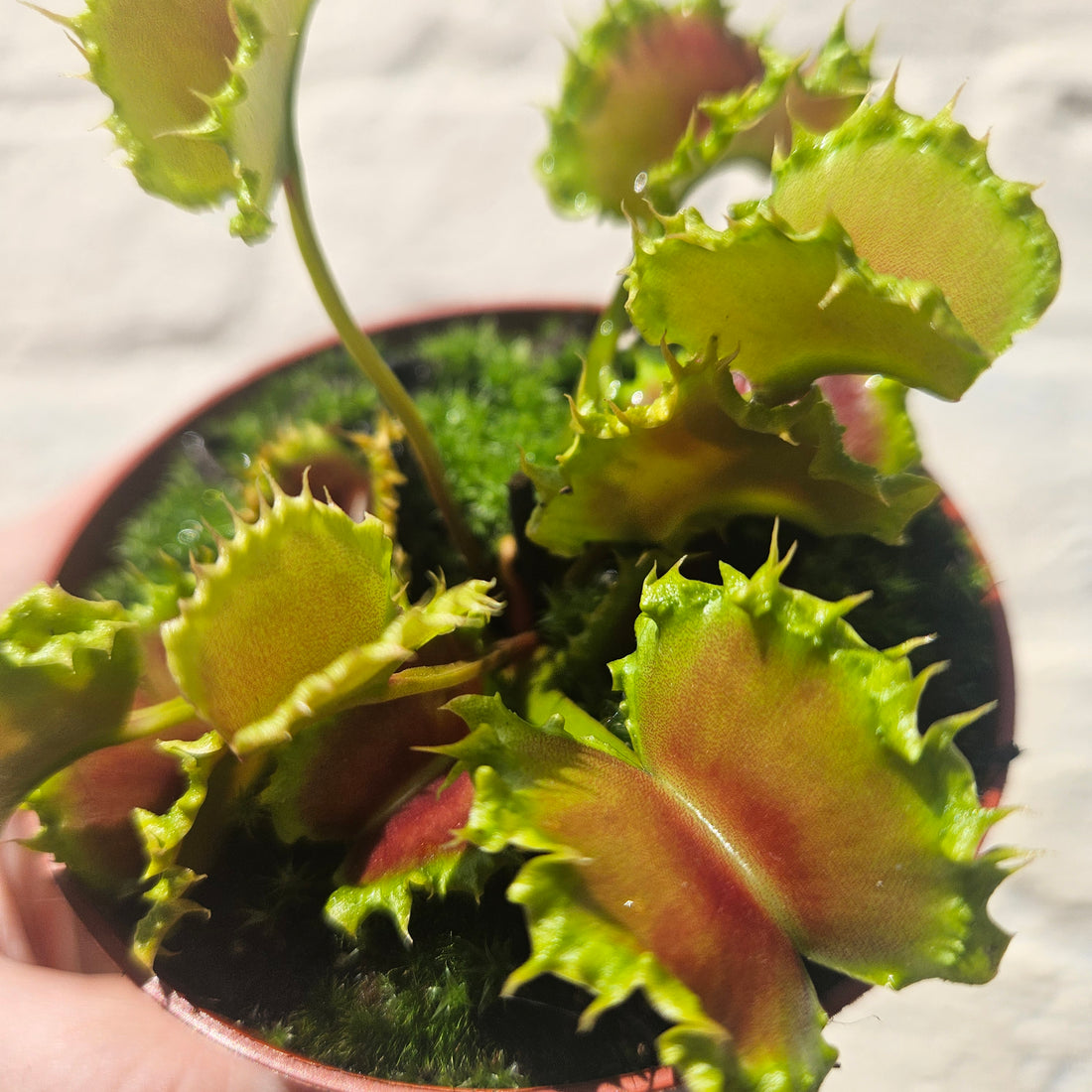 Dionaea muscipula &