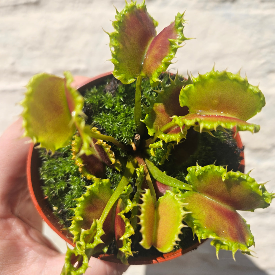 Dionaea muscipula &
