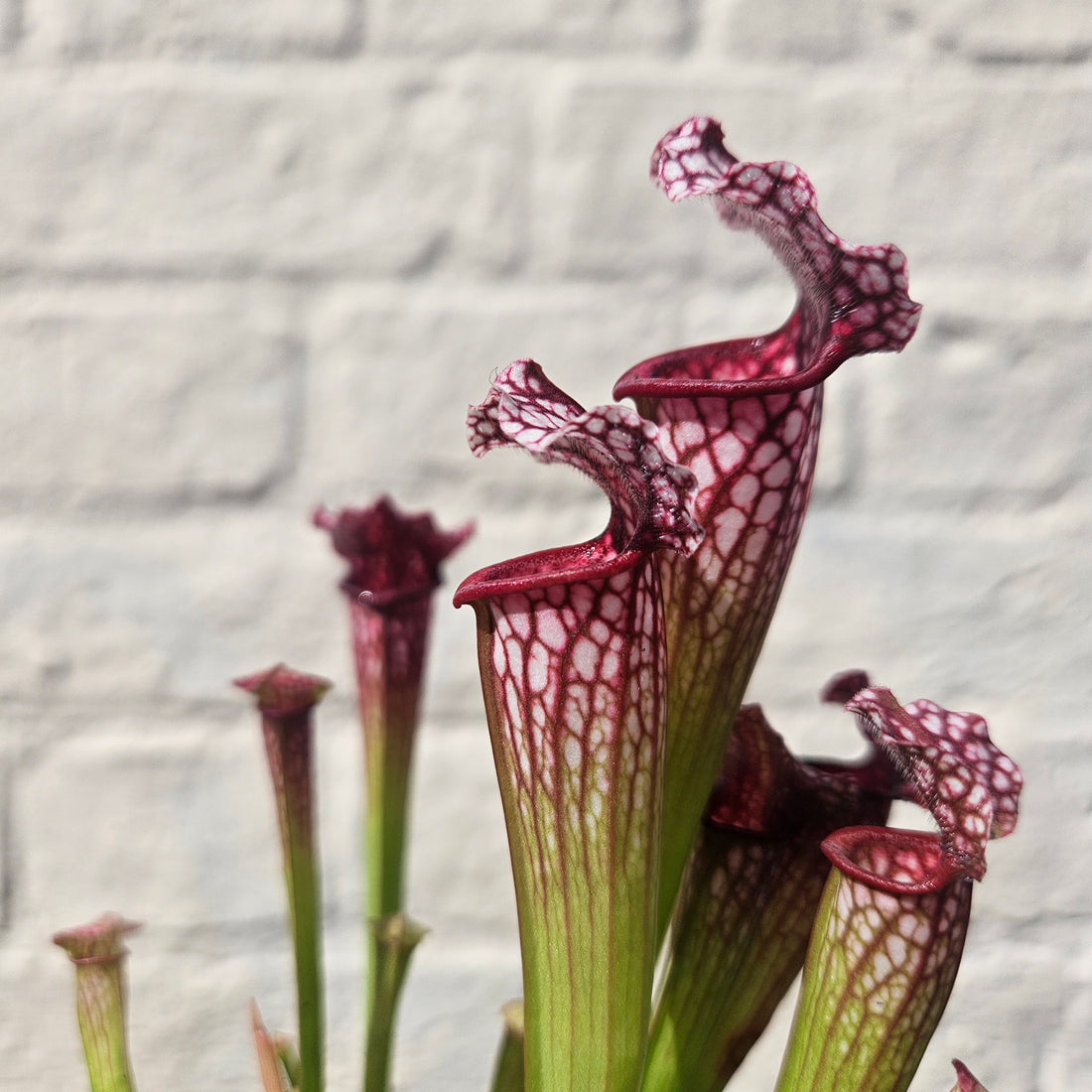 Sarracenia Varieties (Trumpet Pitcher plant) Carnivorous plant
