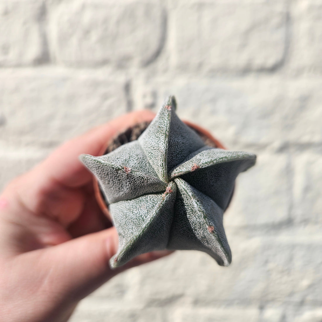Astrophytum myriostigma (Bishop’s Mitre/Star Cactus)