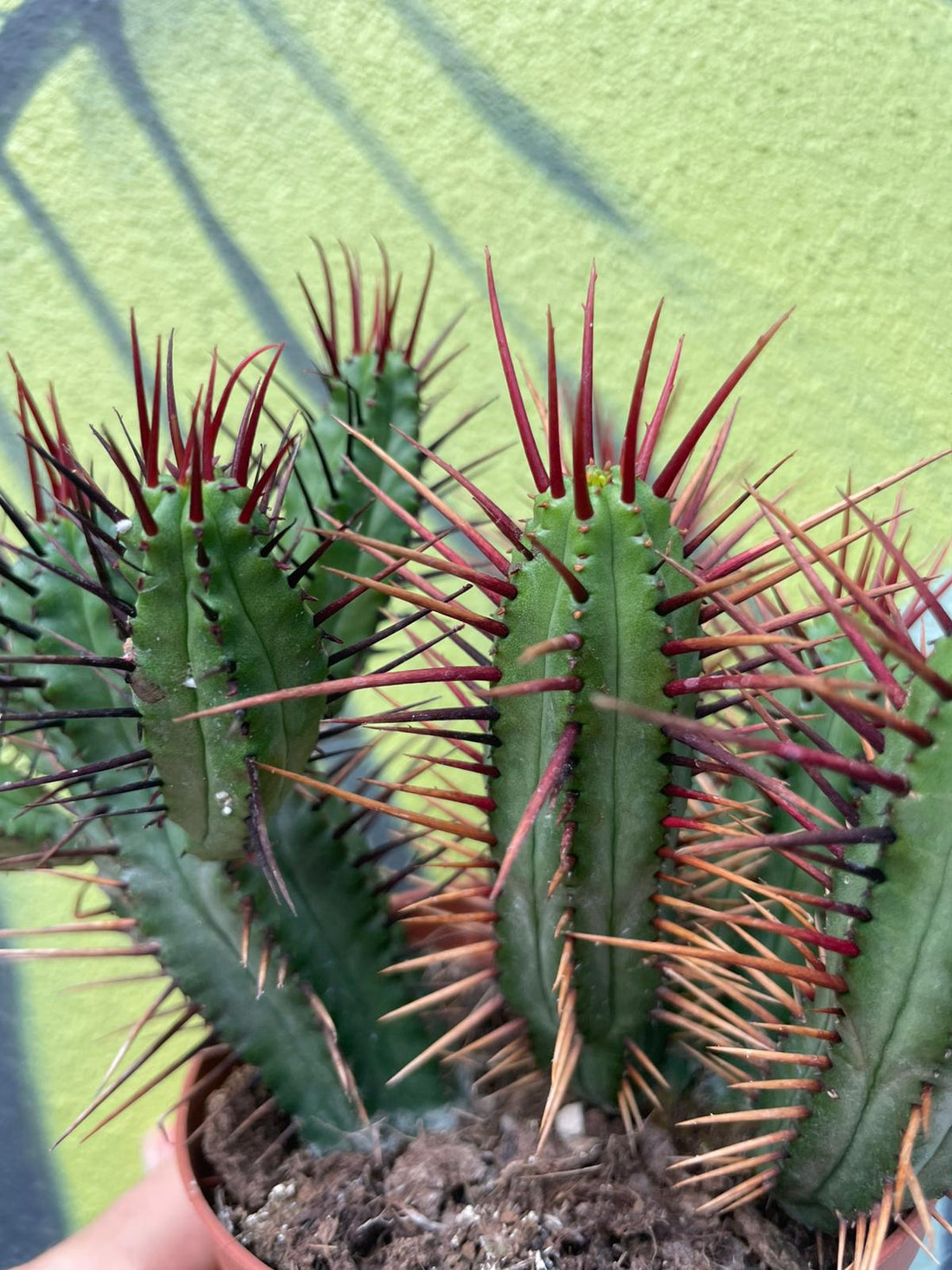Euphorbia enopla (Pincushion plant) - British Grown
