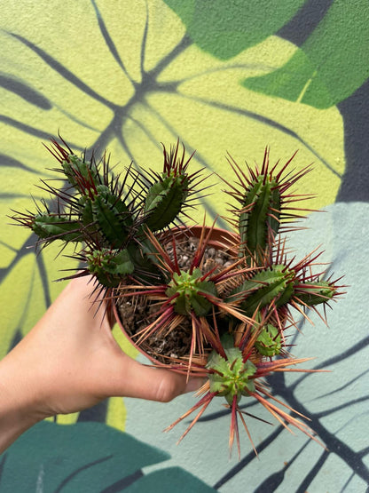 Euphorbia enopla (Pincushion plant) - British Grown