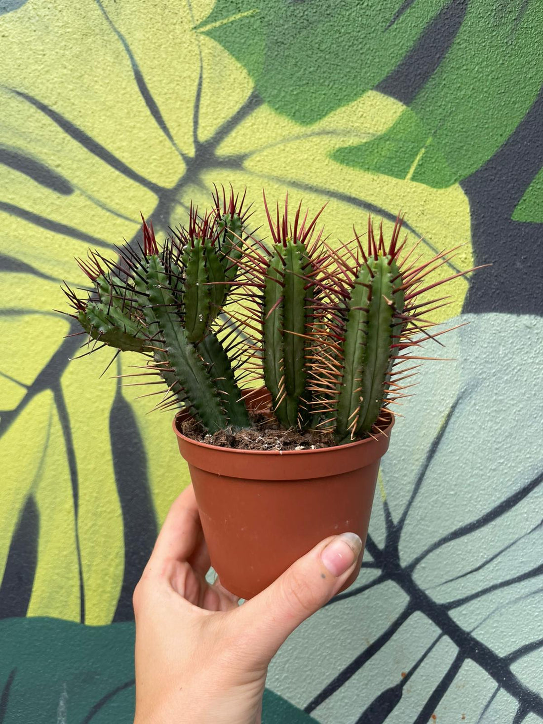 Euphorbia enopla (Pincushion plant) - British Grown