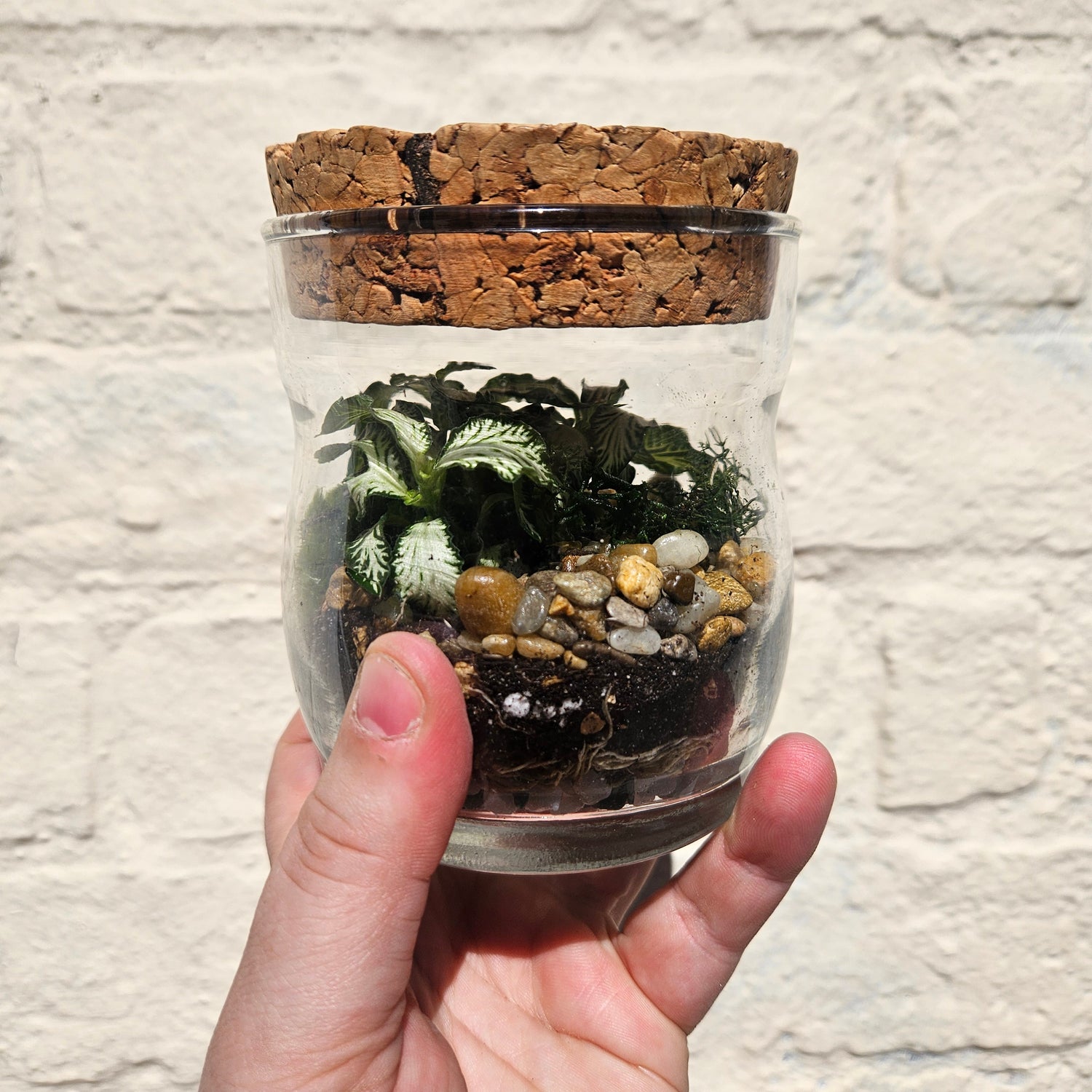 Small Glass Closed Terrarium