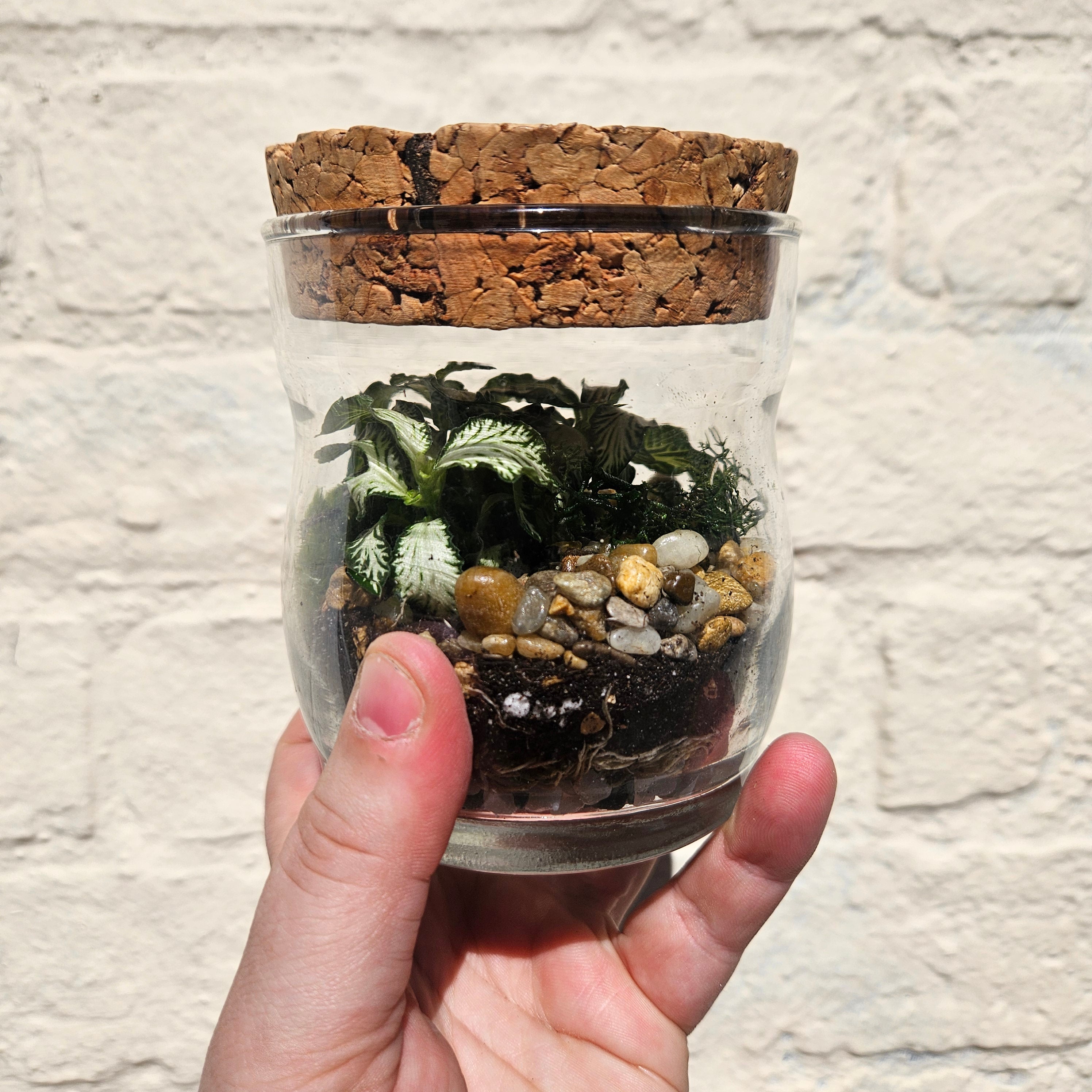 Small Glass Closed Terrarium