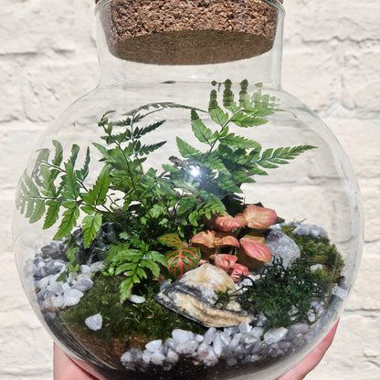 Medium dome shaped closed terrarium with cork