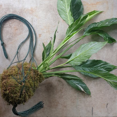 Kokedama Workshops