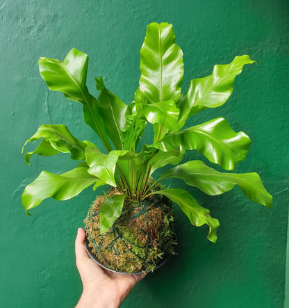 02/08/2025 at 11am Kokedama workshop- the art of moss balls