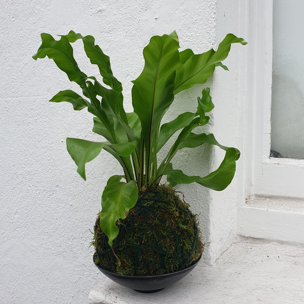 02/08/2025 at 11am Kokedama workshop- the art of moss balls