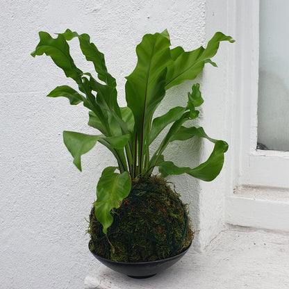 02/08/2025 at 11am Kokedama workshop- the art of moss balls