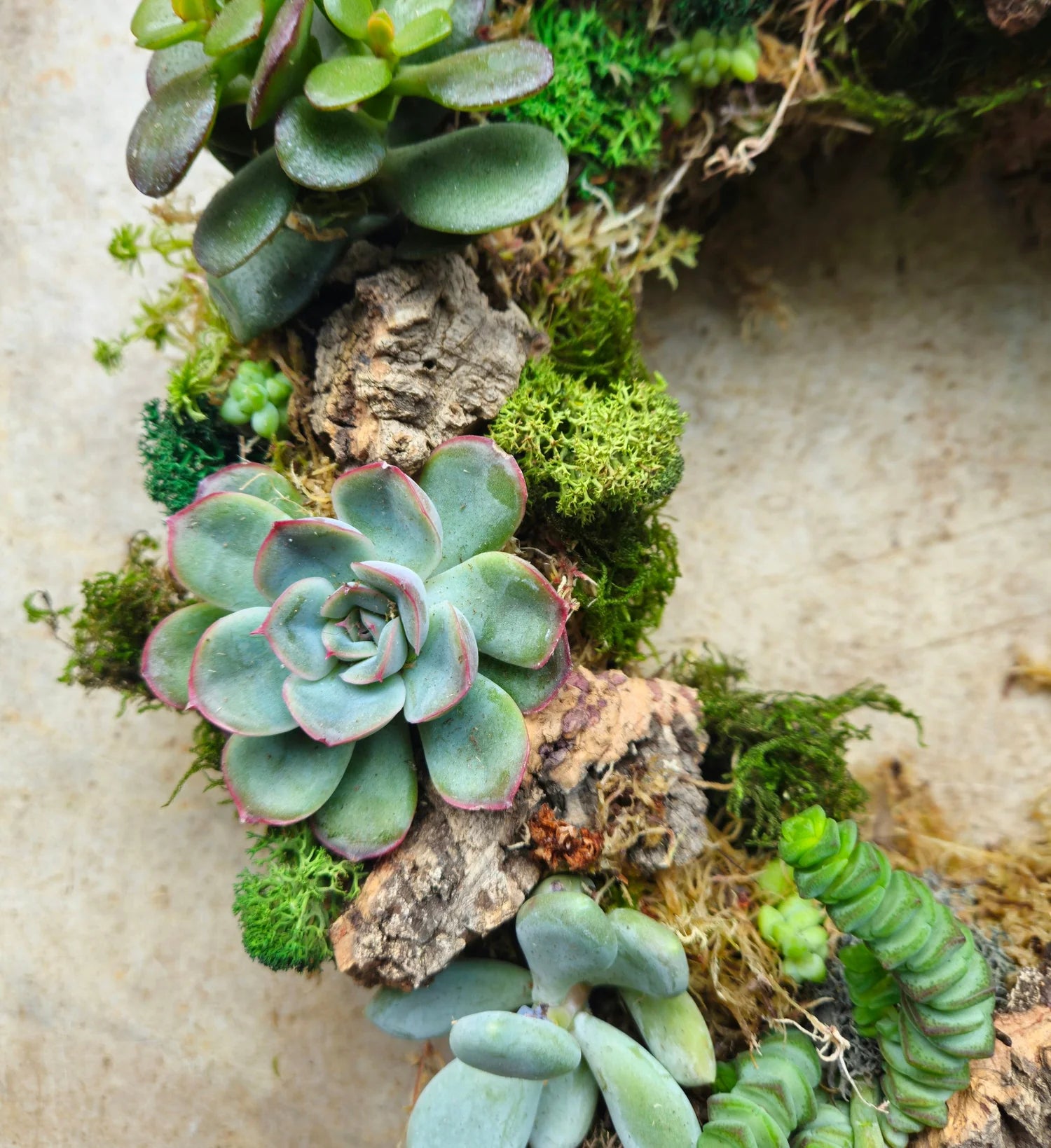 10/10/26 at 11am Succulent Living Wreath Workshop