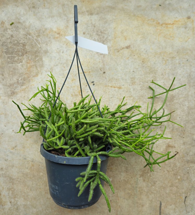 Rhipsalis heteroclada (Mistletoe Cactus)