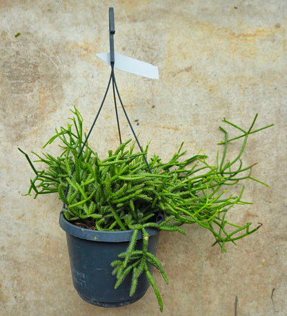 Rhipsalis heteroclada (Mistletoe Cactus)