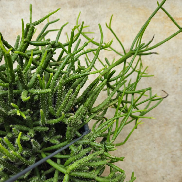 Rhipsalis heteroclada (Mistletoe Cactus)