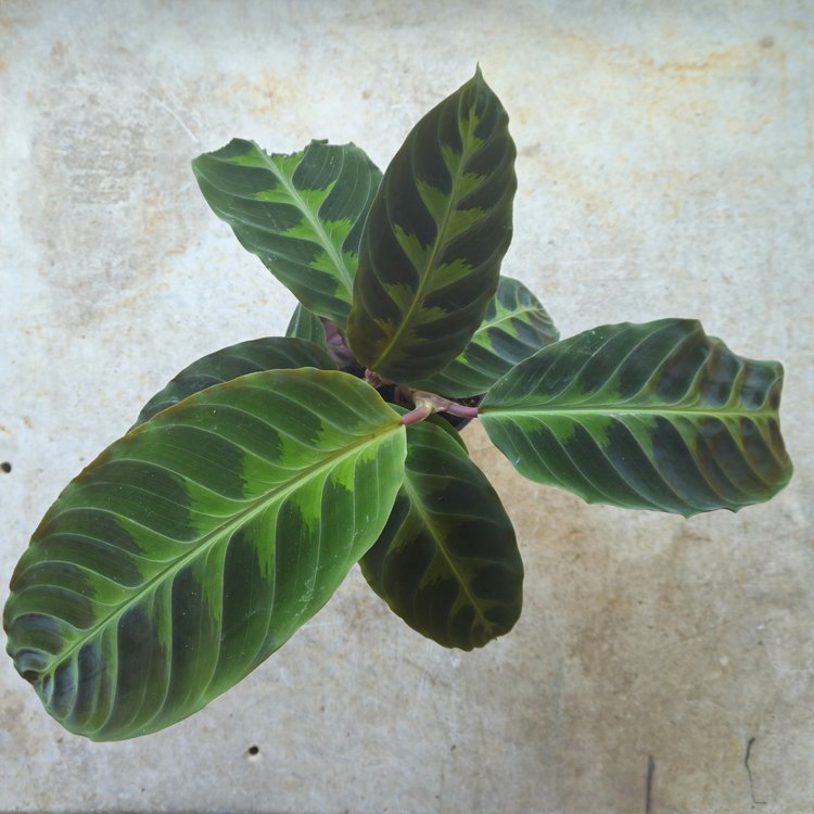 Goeppertia warscewiczii syn. Calathea warscewiczii (Jungle Velvet/ Prayer Plant)