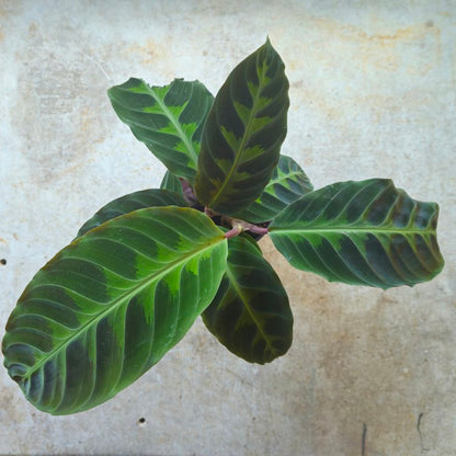 Goeppertia warscewiczii syn. Calathea warscewiczii (Jungle Velvet/ Prayer Plant)