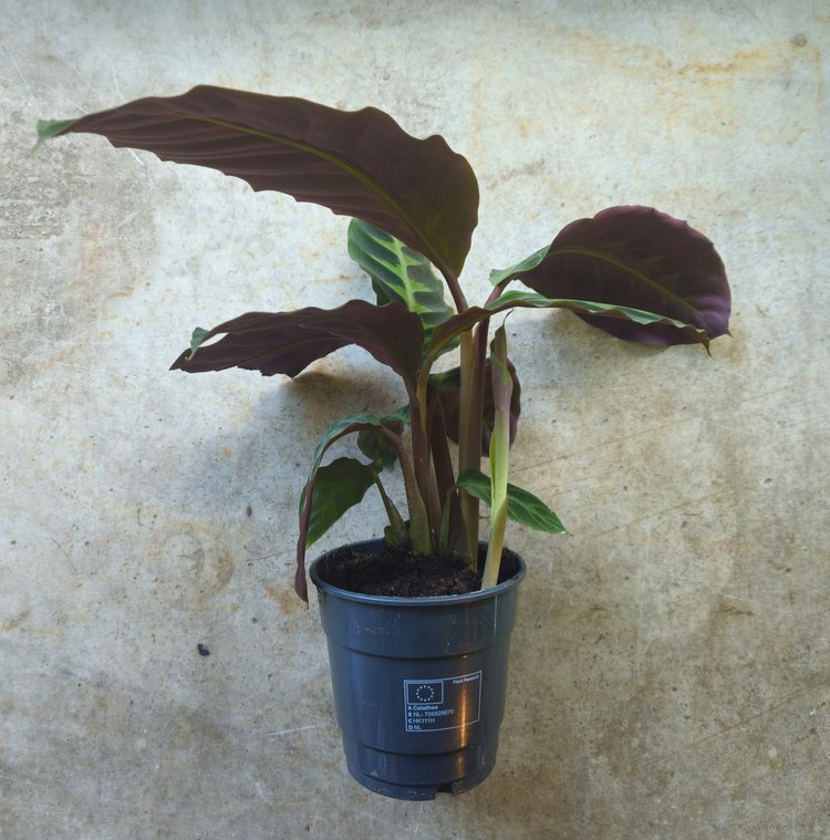 Goeppertia warscewiczii syn. Calathea warscewiczii (Jungle Velvet/ Prayer Plant)
