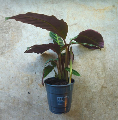 Goeppertia warscewiczii syn. Calathea warscewiczii (Jungle Velvet/ Prayer Plant)