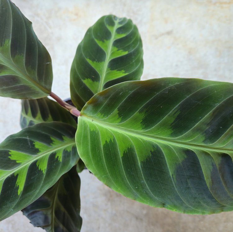 Goeppertia warscewiczii syn. Calathea warscewiczii (Jungle Velvet/ Prayer Plant)