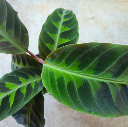Goeppertia warscewiczii syn. Calathea warscewiczii (Jungle Velvet/ Prayer Plant)