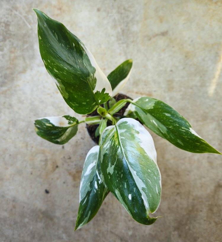 Philodendron erubescens &