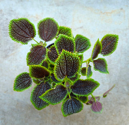 Pilea involucrata &