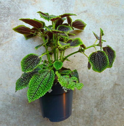 Pilea involucrata &