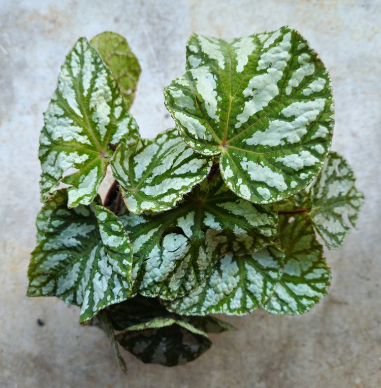 Begonia rex &