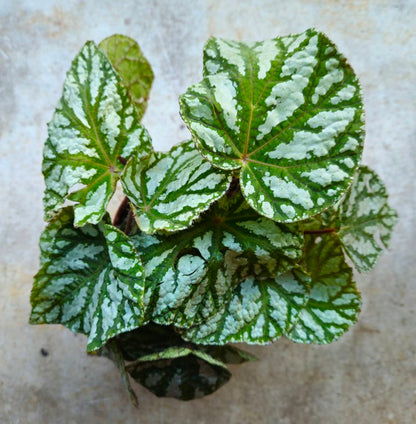 Begonia rex &