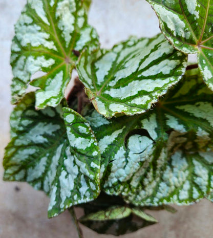 Begonia rex &