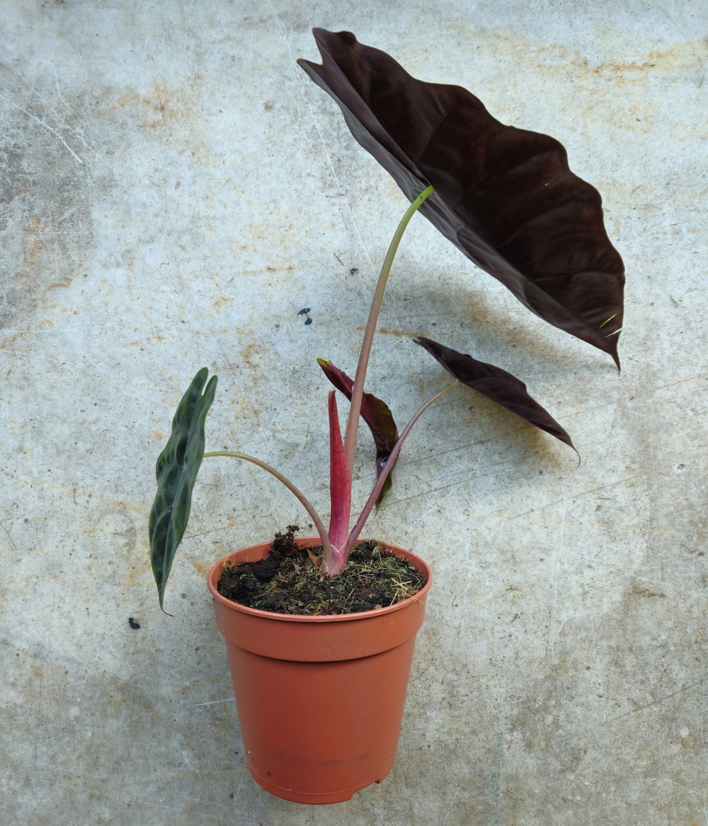 Alocasia &