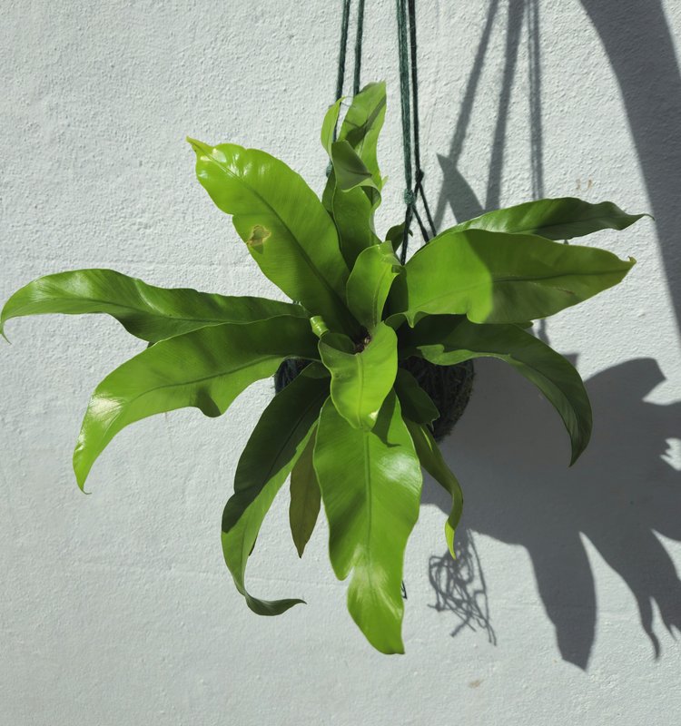 Kokedama planted with birds nest fern