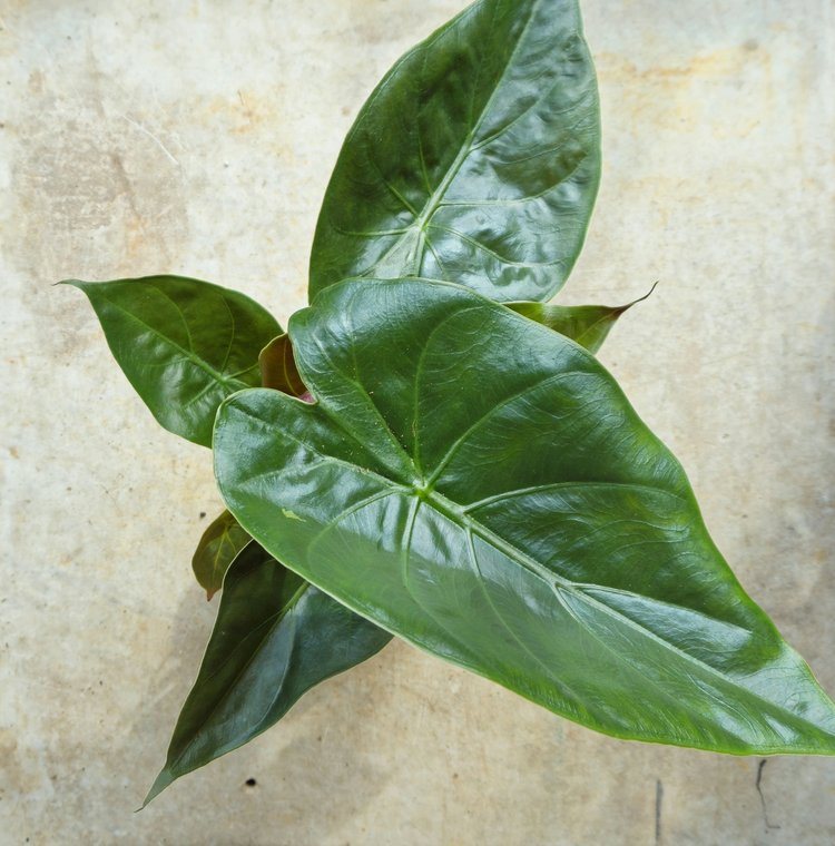 Alocasia wentii (Hardy Elephants Ear)
