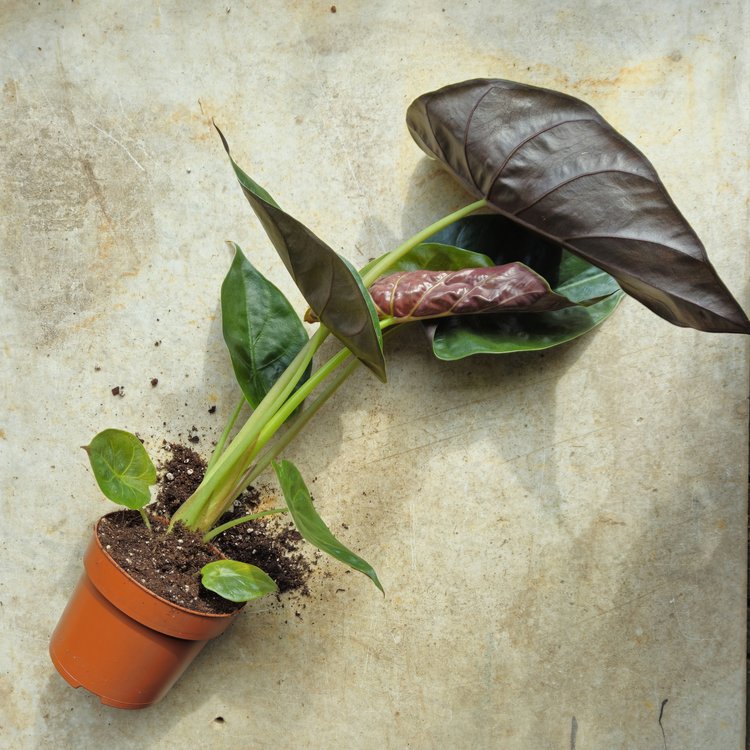 Alocasia wentii (Hardy Elephants Ear)