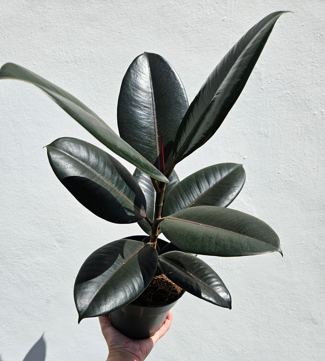 Ficus elastica ‘Abidjan’ (Rubber plant) 17cm pot