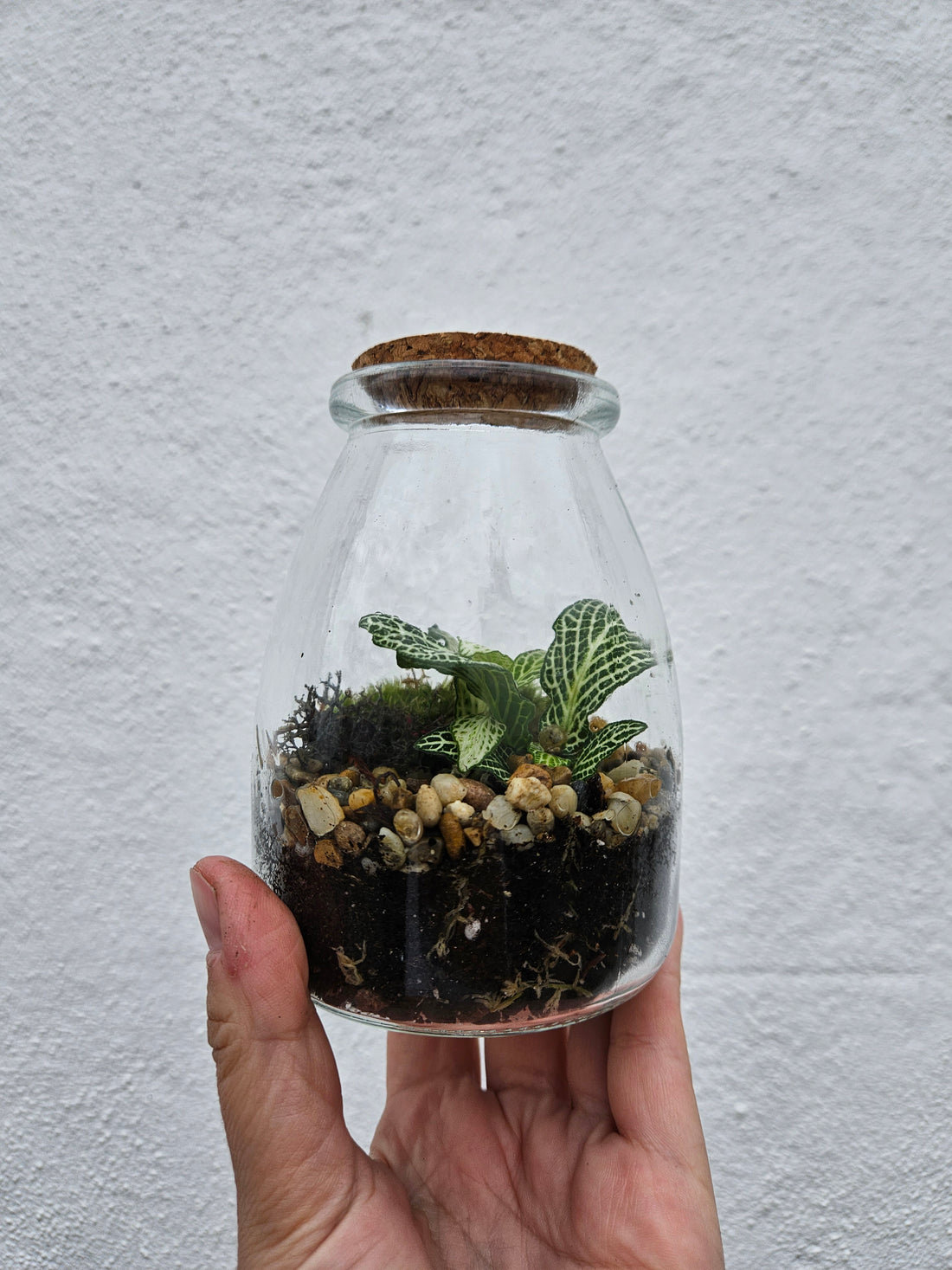 Small closed terrarium with cork